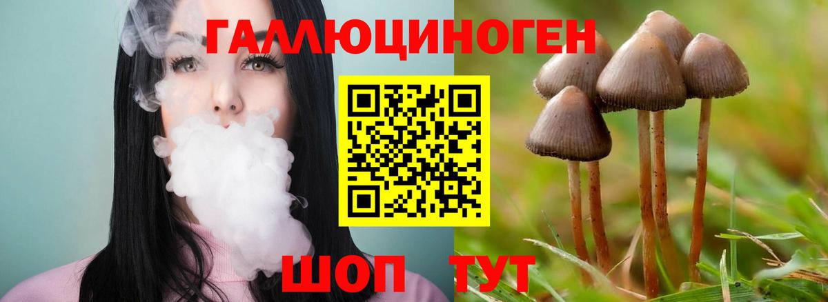 Псилоцибиновые грибы Psilocybe Пушкино